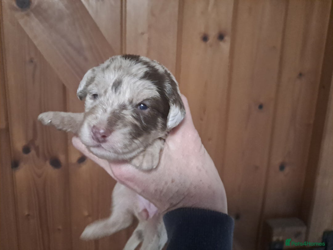 Labradoodle dogs for sale: Gorgeous Mini Labradoodle Puppies - Advert 8