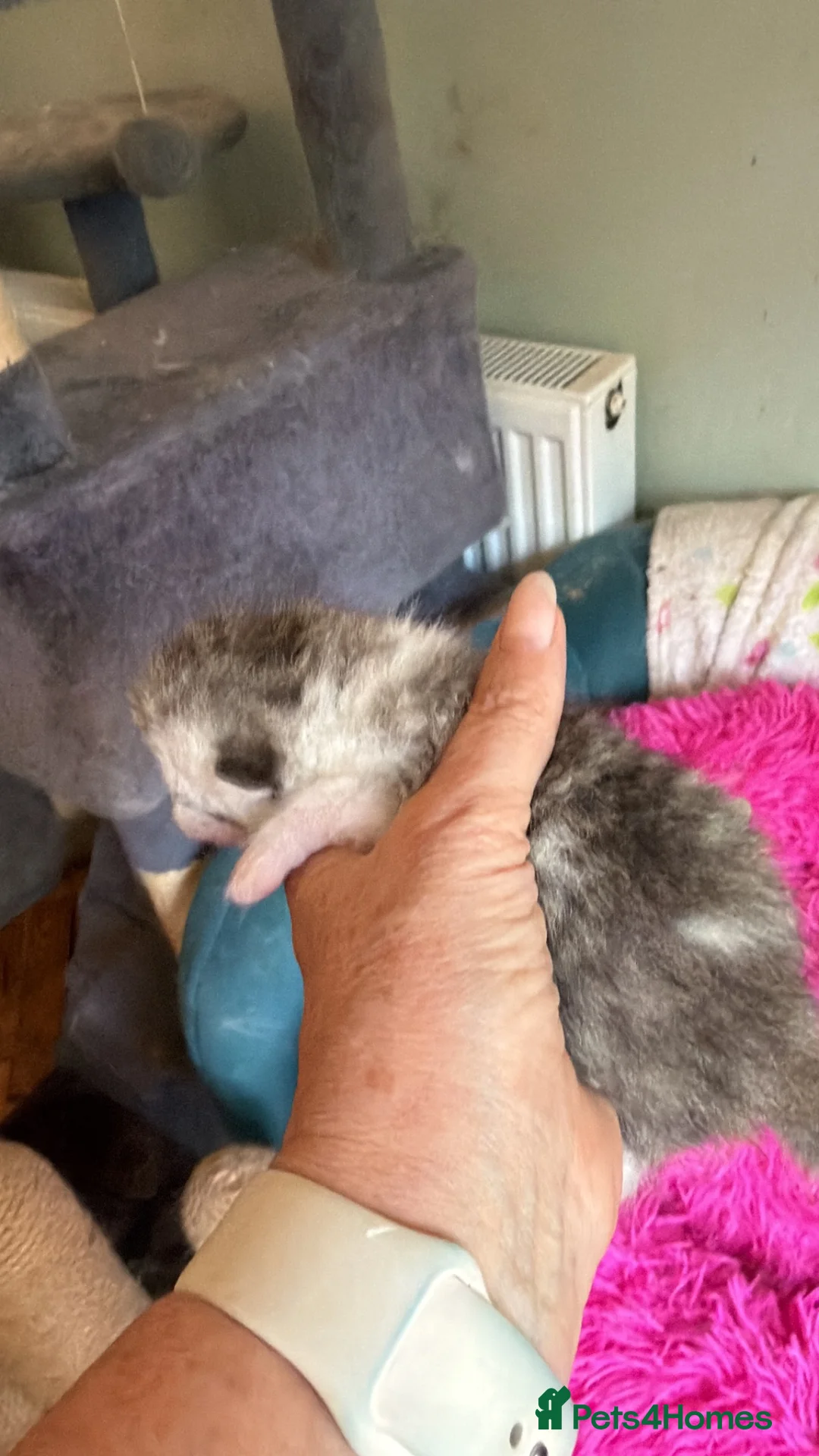 Exotic cats for sale: Beautiful Exotic kittens for sale  - Advert 8