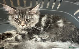 Maine Coon cats for sale: Maine coon kitten  - Image 3
