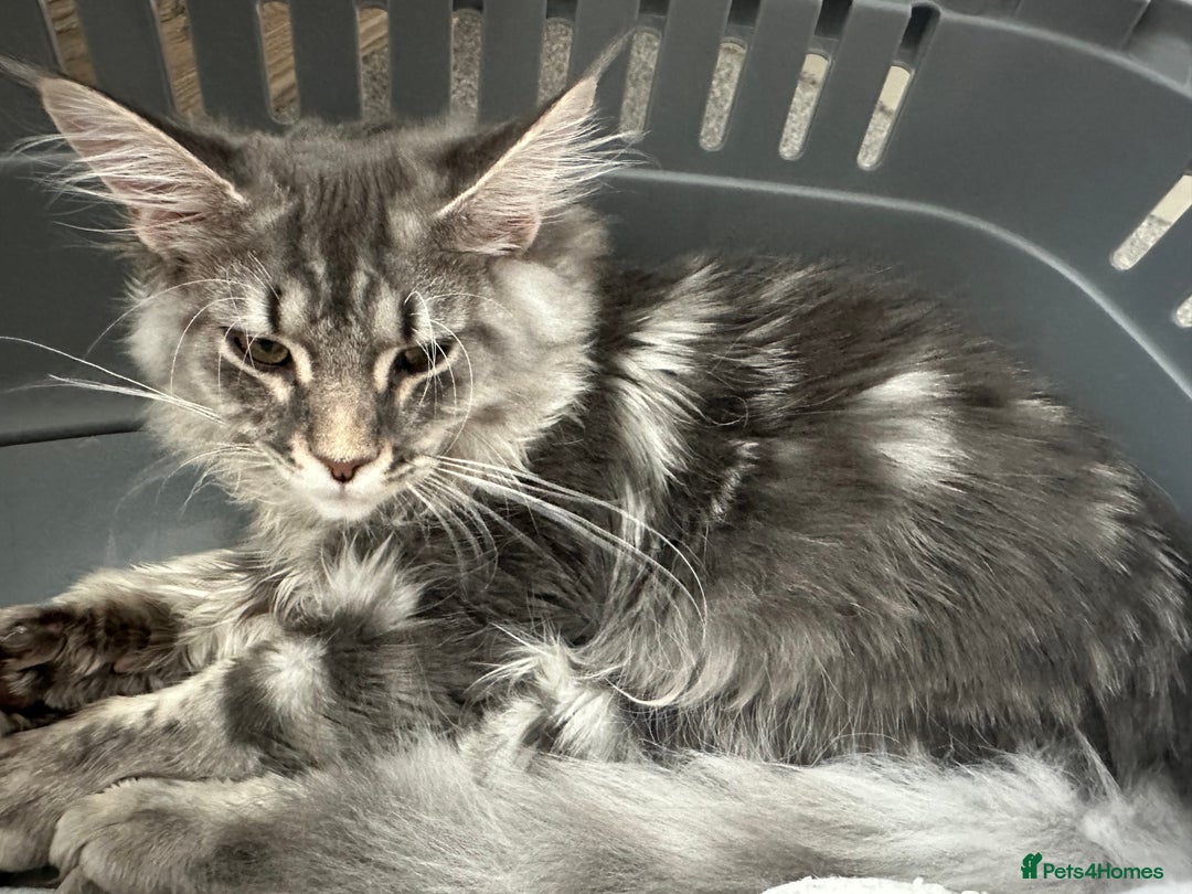 Maine Coon cats for sale: Maine coon kitten  - Image 3