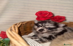Pomeranian dogs for sale: Merle miniature Pomeranians  - Image 11