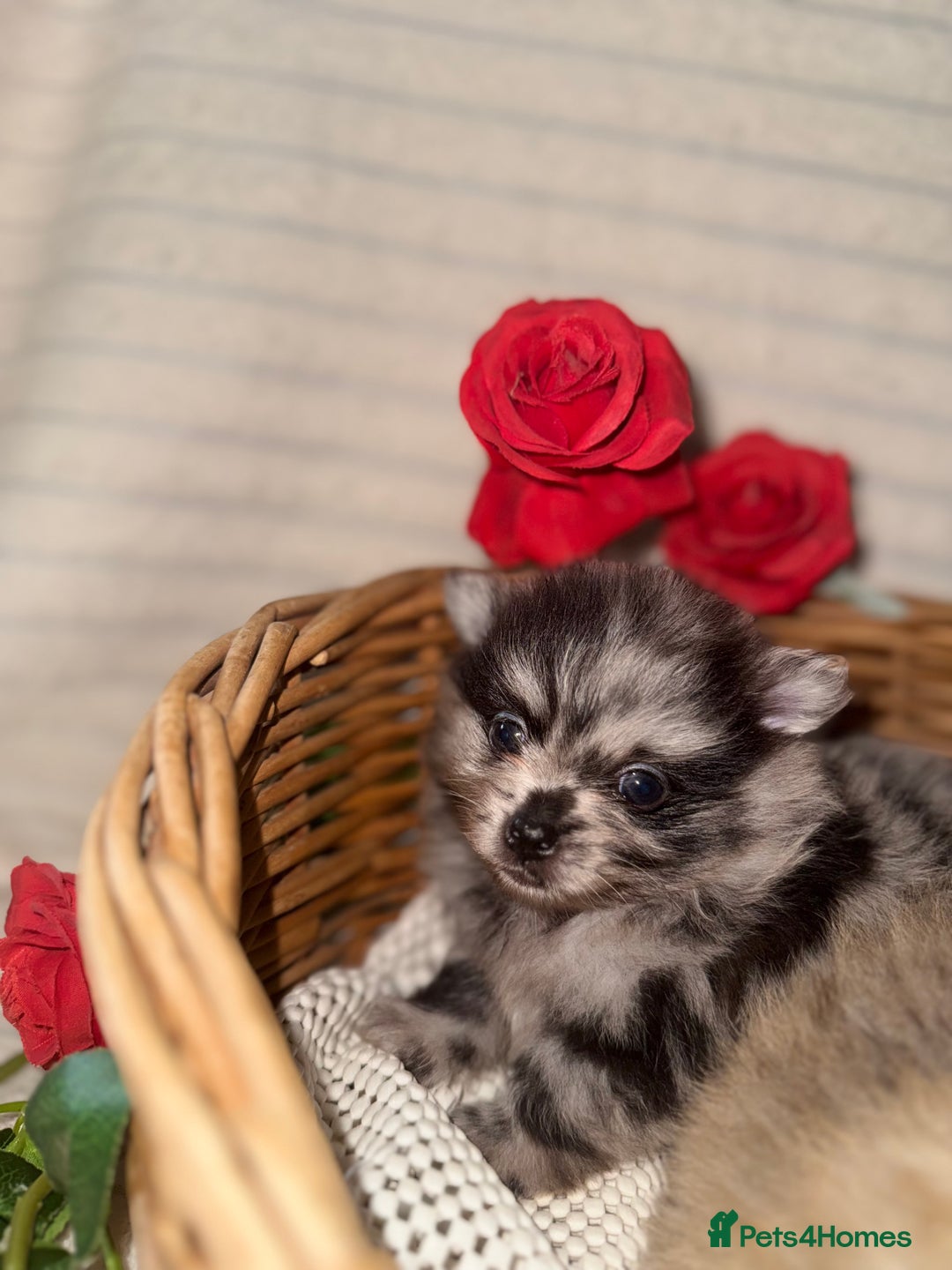 Pomeranian dogs for sale: Merle miniature Pomeranians  - Image 11