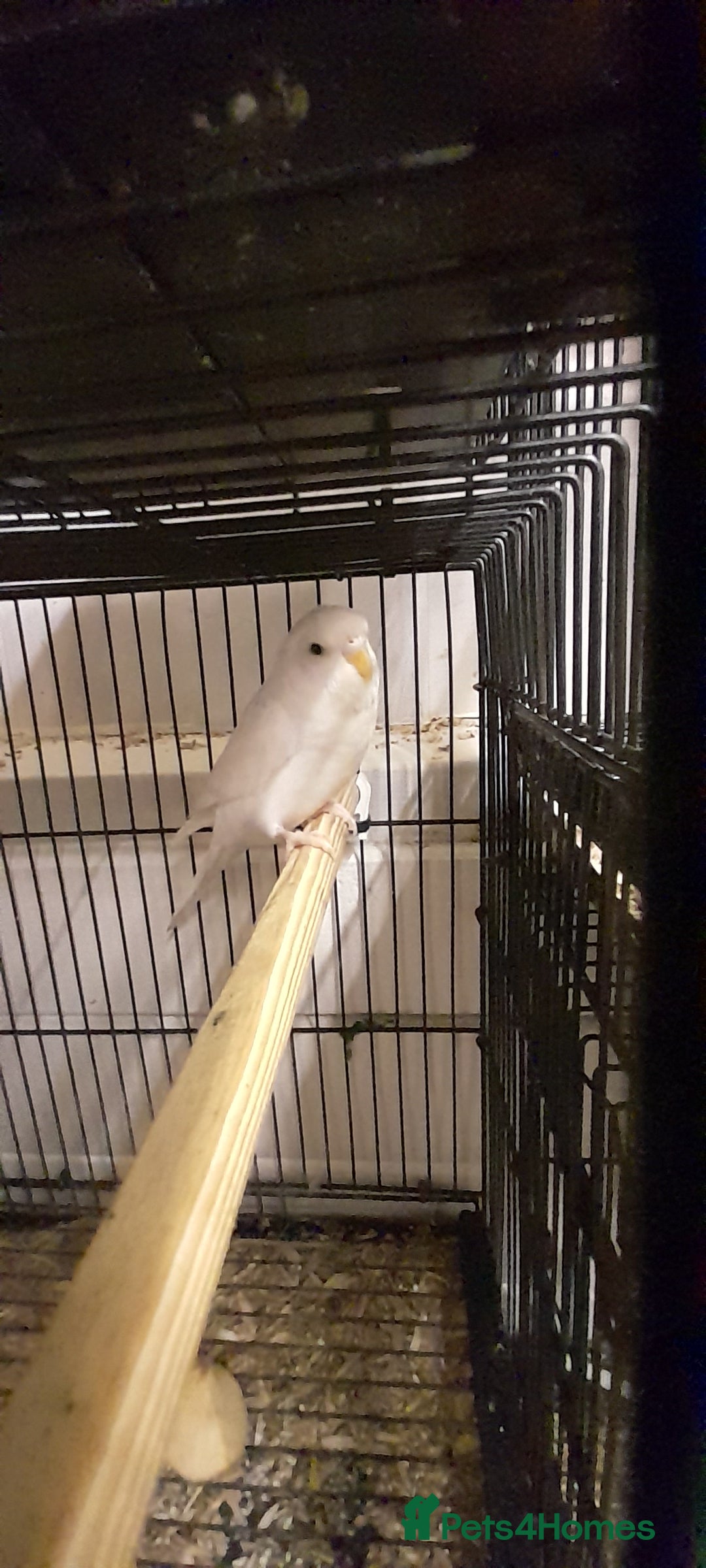 Budgerigars birds for sale: Budgies - Image 5