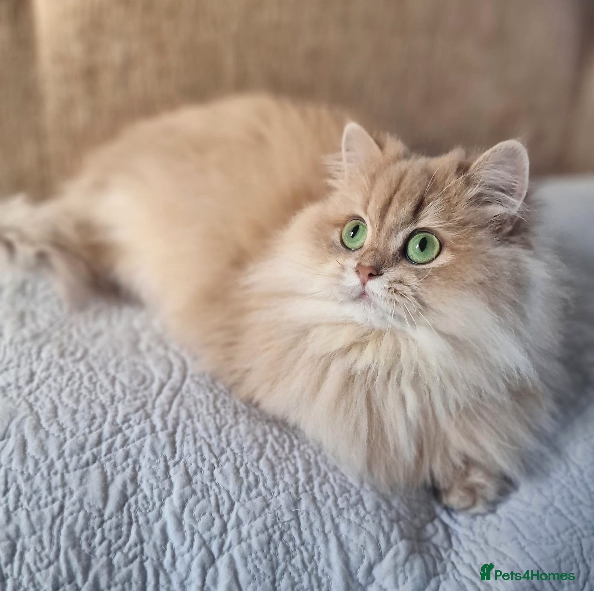 British Longhair cats 🧡GOLDEN BRITISH LONGHAIR CY11 TICA REG.🧡 - Advert 3