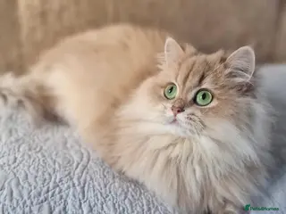 British Longhair cats 🧡GOLDEN BRITISH LONGHAIR CY11 TICA REG.🧡 - Advert 3