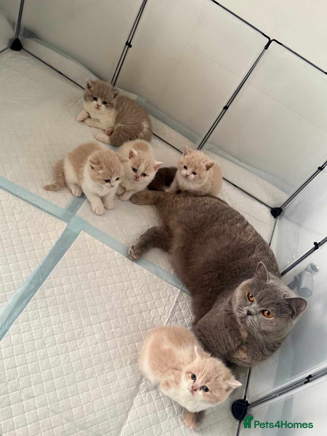 British Shorthair cats for sale: FULL BRITISH SHORTHAIR KITTENS  in Birmingham - Image 1