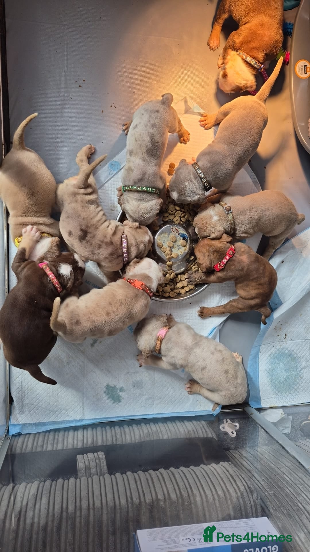 Mixed Breed dogs Bulldog Puppys READY TO LEAVE <3  - Advert 2