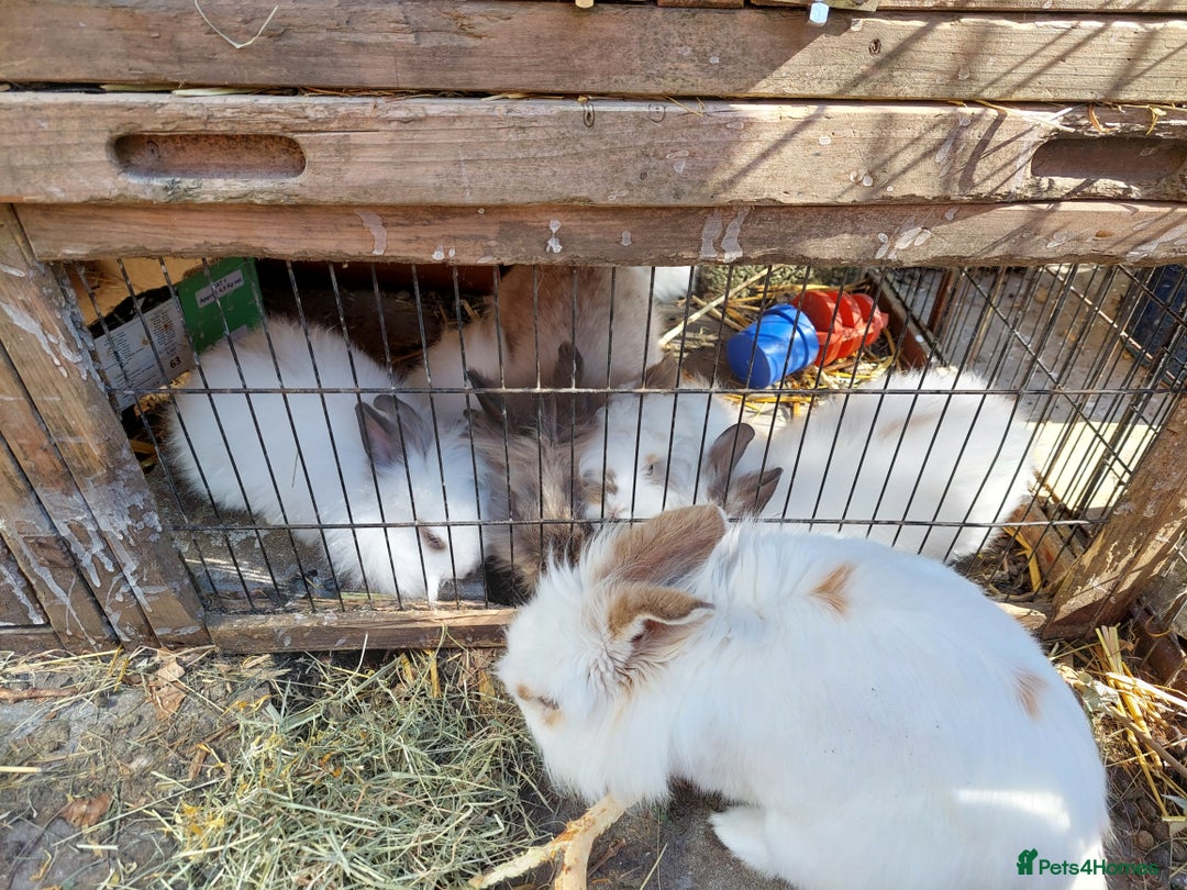 Mixed Breed rabbits for sale: All Female Gorgeous Lionhead/Lop/English rabbits. in Pewsey - Image 15