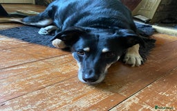 Mixed Breed dogs for adoption: Buzz - For Adoption  - Image 4