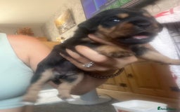 Mixed Breed dogs for sale: Beautiful dachshund/jug x terrier - Image 19