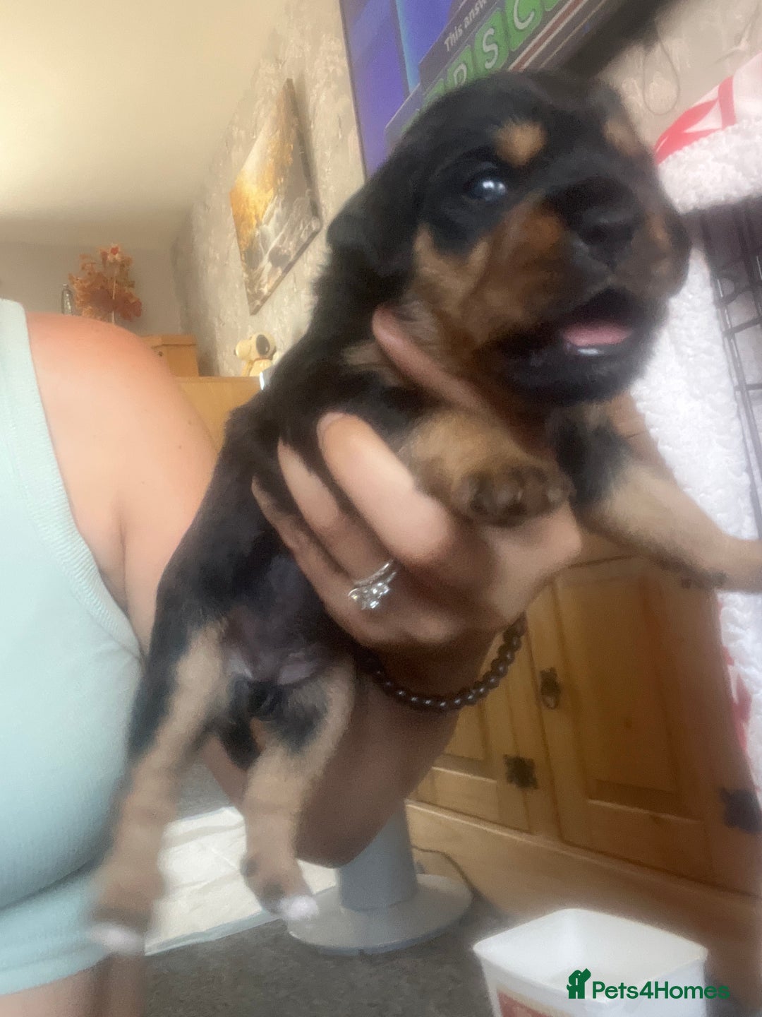 Mixed Breed dogs for sale: Beautiful dachshund/jug x terrier - Image 19