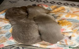 Miniature Dachshund dogs for sale: Isabella and tan miniature dachshund  - Image 8