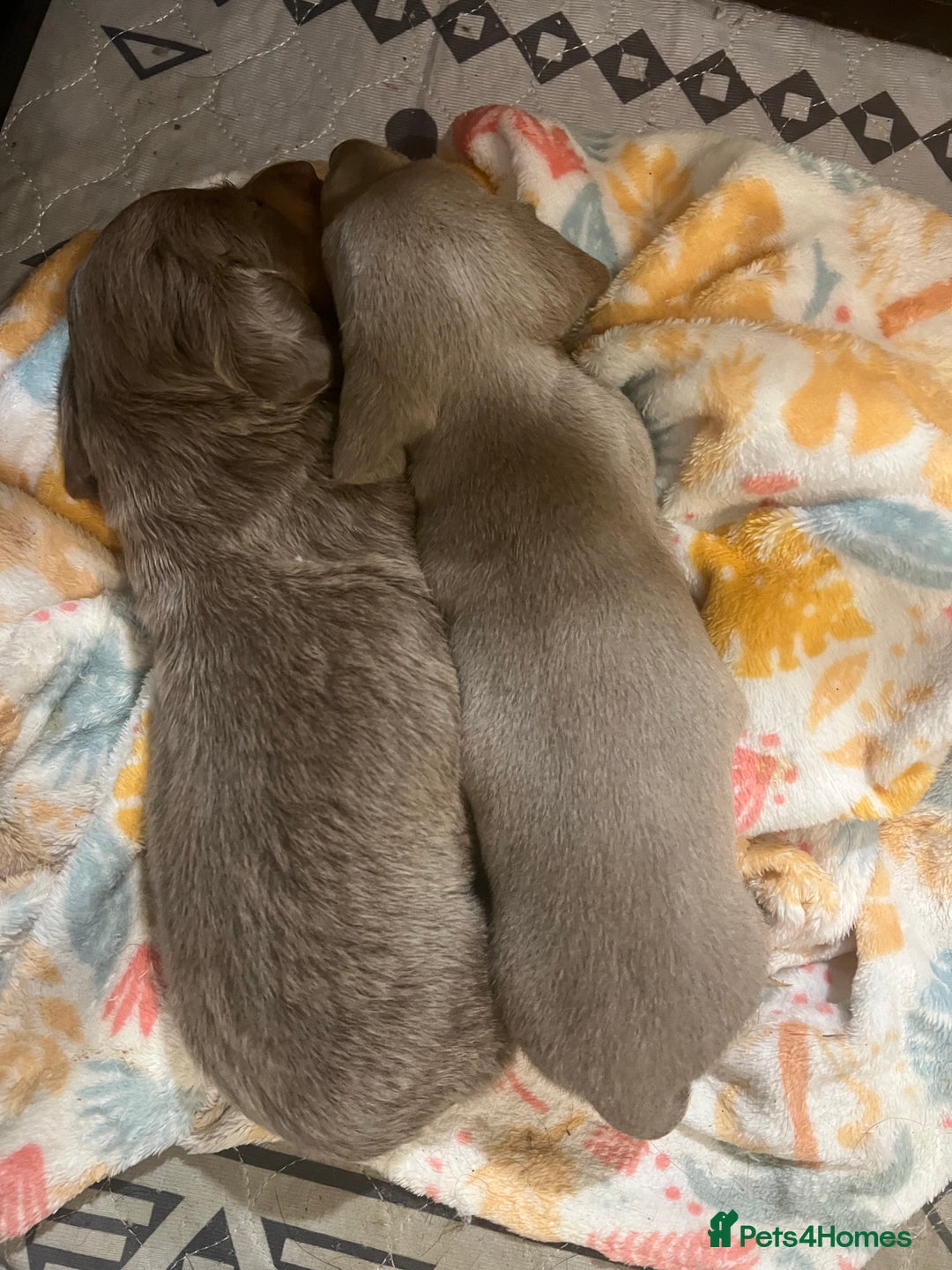 Miniature Dachshund dogs for sale: Isabella and tan miniature dachshund  - Image 8
