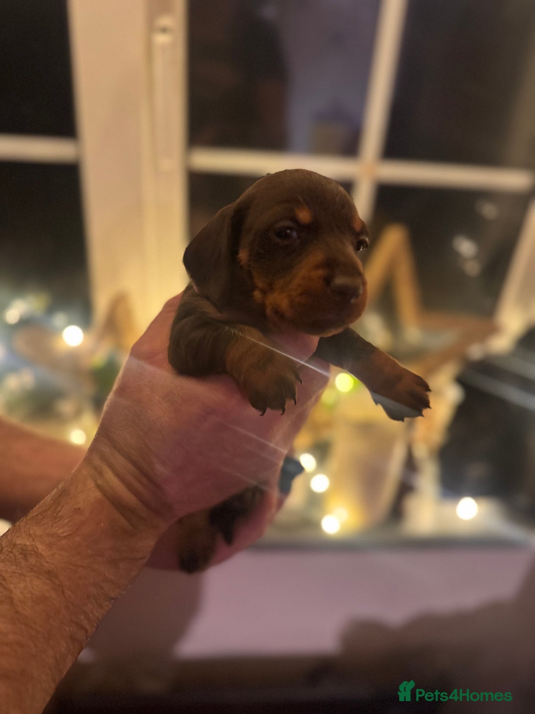 Miniature Dachshund dogs for sale: Gorgeous miniature dachshunds   - Advert 3