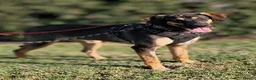 Mixed Breed dogs for adoption: ATHENA Sweet, Soft & Slightly Bouncy Golden Girl  in Banstead - Advert 2
