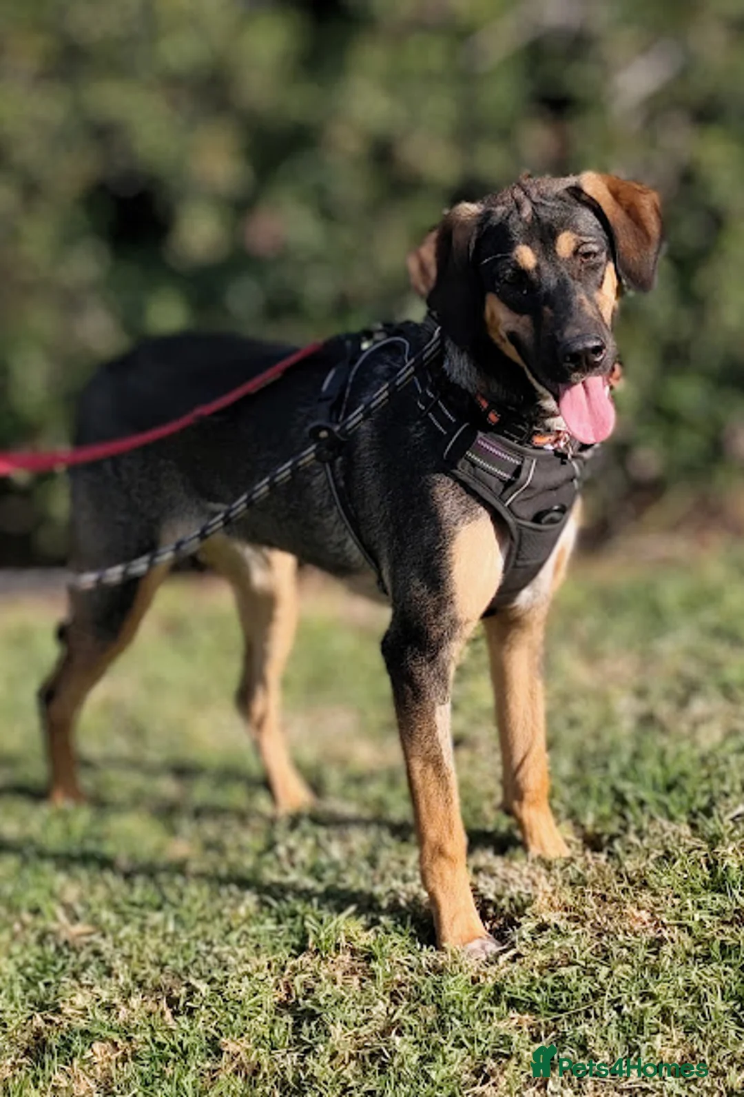 Mixed Breed dogs for adoption: ATHENA Sweet, Soft & Slightly Bouncy Golden Girl  in Banstead - Advert 2