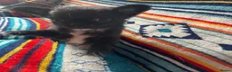 Chihuahua dogs for sale: Meet the Magnificent 7 - Advert 31