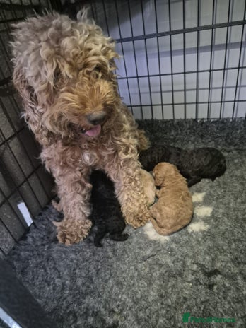 Cockapoo dogs - Advert 16