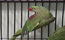 Parakeets birds for sale: Mixed birds, Alexandrines, Conures, Derbyan, etc!! - Image 12