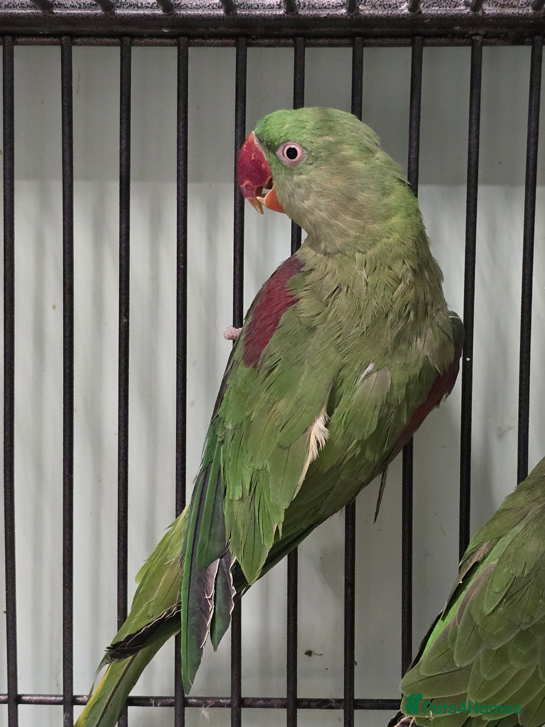 Parakeets birds for sale: Mixed birds, Alexandrines, Conures, Derbyan, etc!! - Image 12