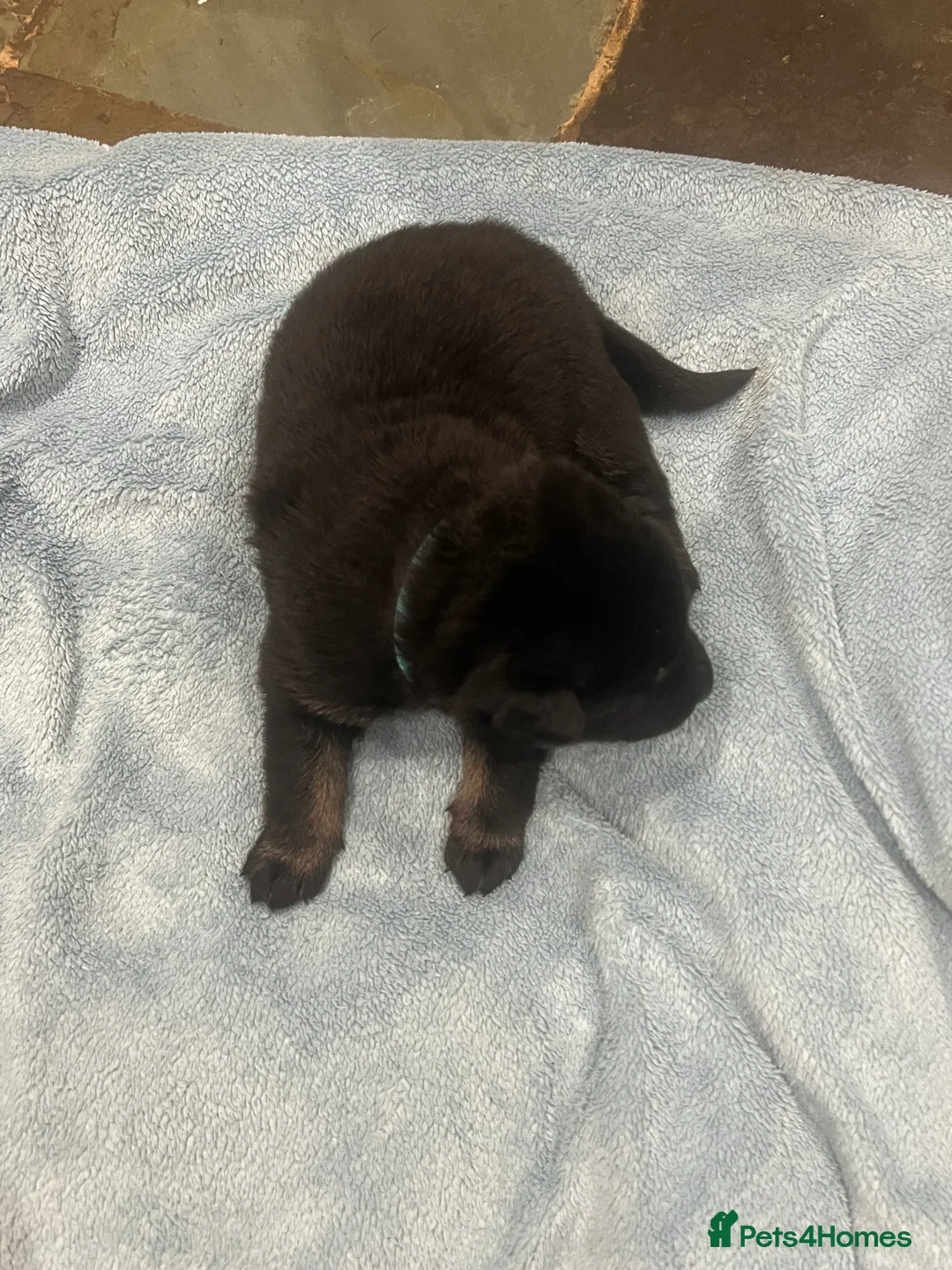 Mixed Breed dogs for sale: Alaskan Shepherd Puppies  - Advert 10