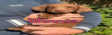 Winnie