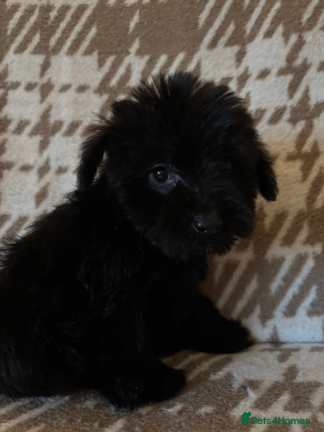 Mixed Breed dogs for sale: Truly special Schnoodle pups *unique colouring* - Advert 23
