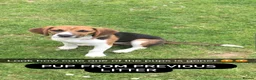 Beagle dogs for sale: Beautiful Boy Beagles - MUM DNA and Health Tested - Advert 4