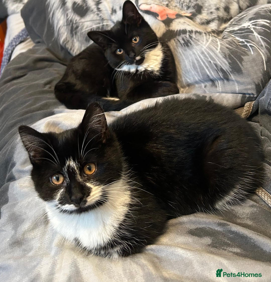 Domestic Shorthair cats for sale: 3 Kittens for sale, 1 boy and 2 girls - Advert 8