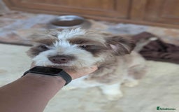 Mixed Breed dogs for adoption: August is looking for a home - Image 1