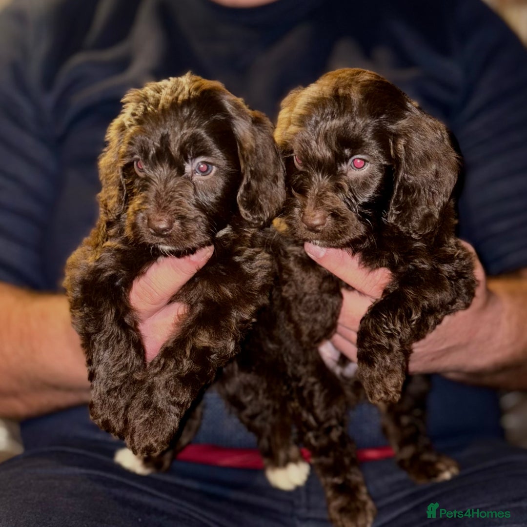 Cockapoo dogs for sale: Cockatoo Puppys - Advert 1