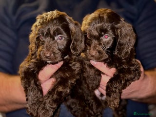 Cockapoo dogs Cockatoo Puppys - Advert 17