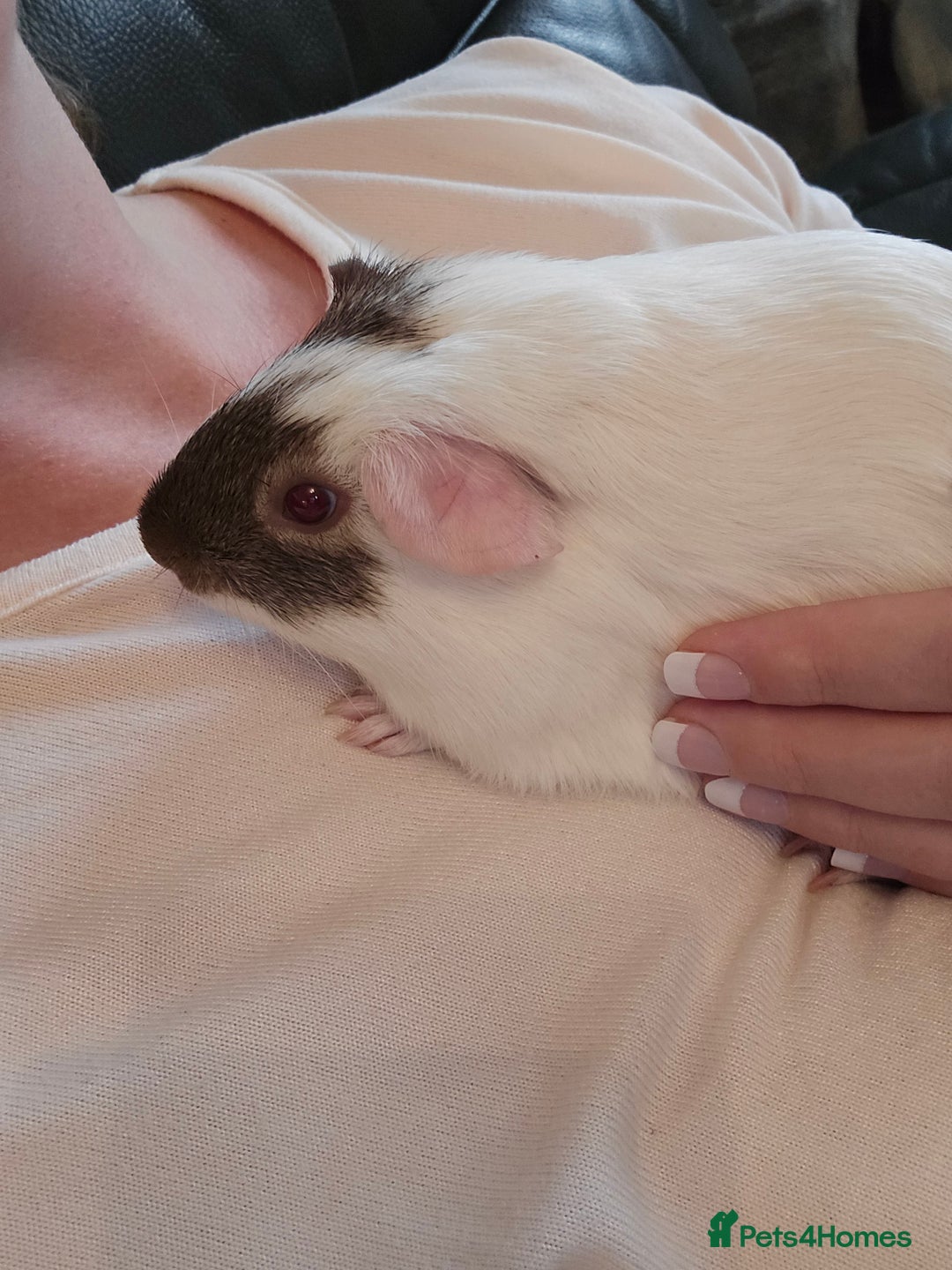 Guinea Pig rodents for sale: Neutered boy guinea pig - Image 4