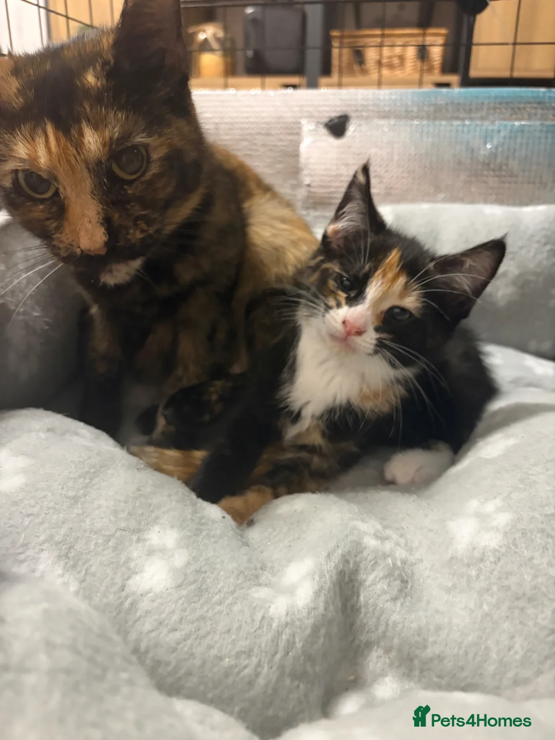 Mixed Breed cats for sale: Adorable female kitten looking for a loving home - Advert 2