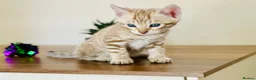 Bengal cats for sale: ⭐⭐⭐ Pedigree Bengal TICA registered Kittens ⭐⭐⭐ - Advert 26