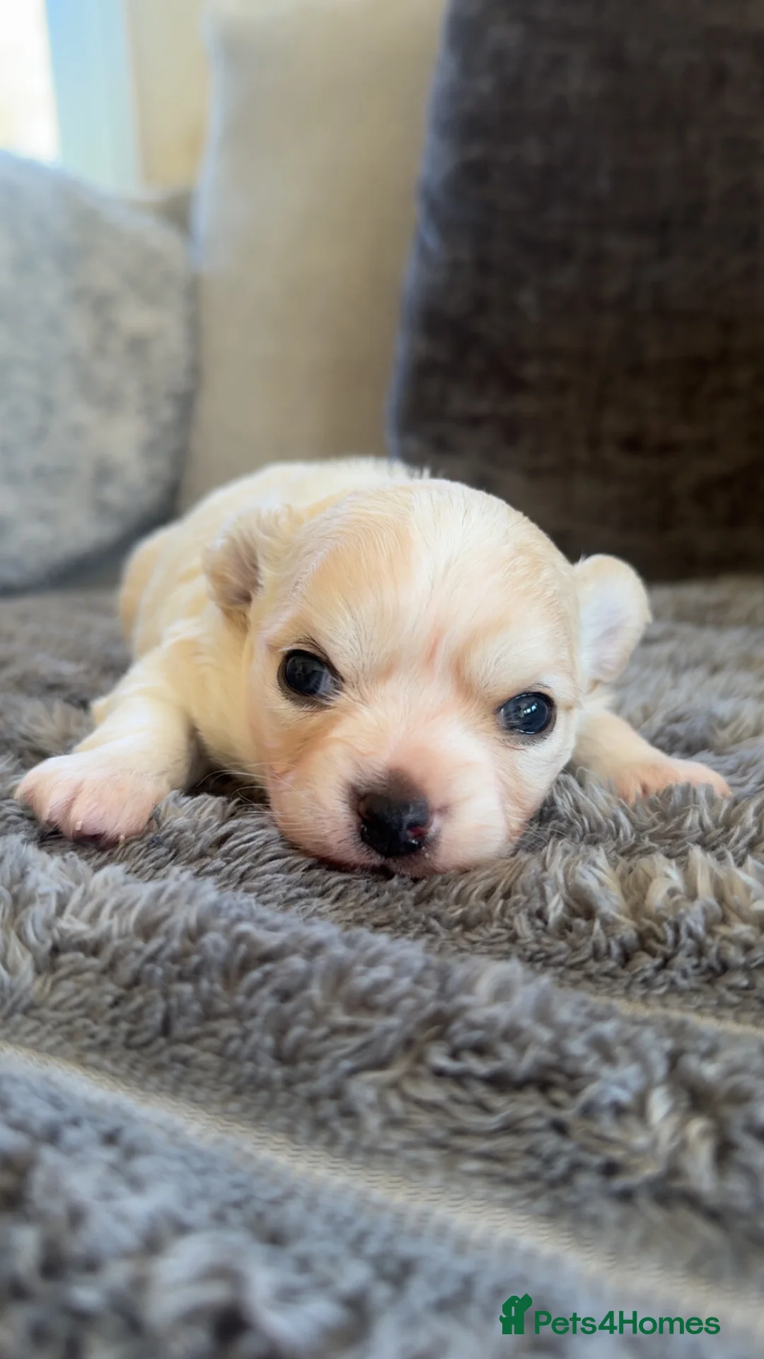 Chihuahua dogs for sale: Stunning white fluffy chihuahua boy - Advert 3