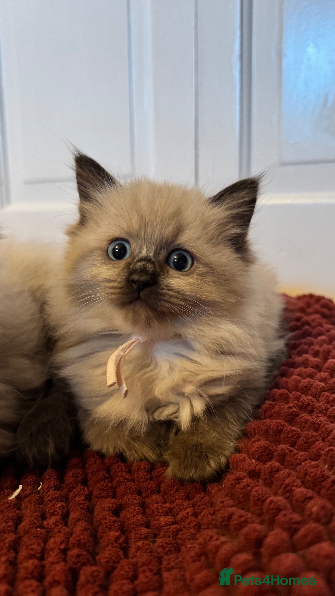 Ragdoll cats 1 Pedigree Mink Ragdoll Kitten Available  - Advert 2