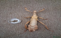 Stick Insects invertebrates for sale: Macleays spectre stick insect eggs  - Image 1