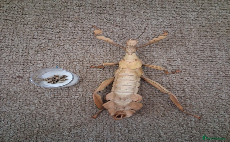 Stick Insects invertebrates - Advert 1