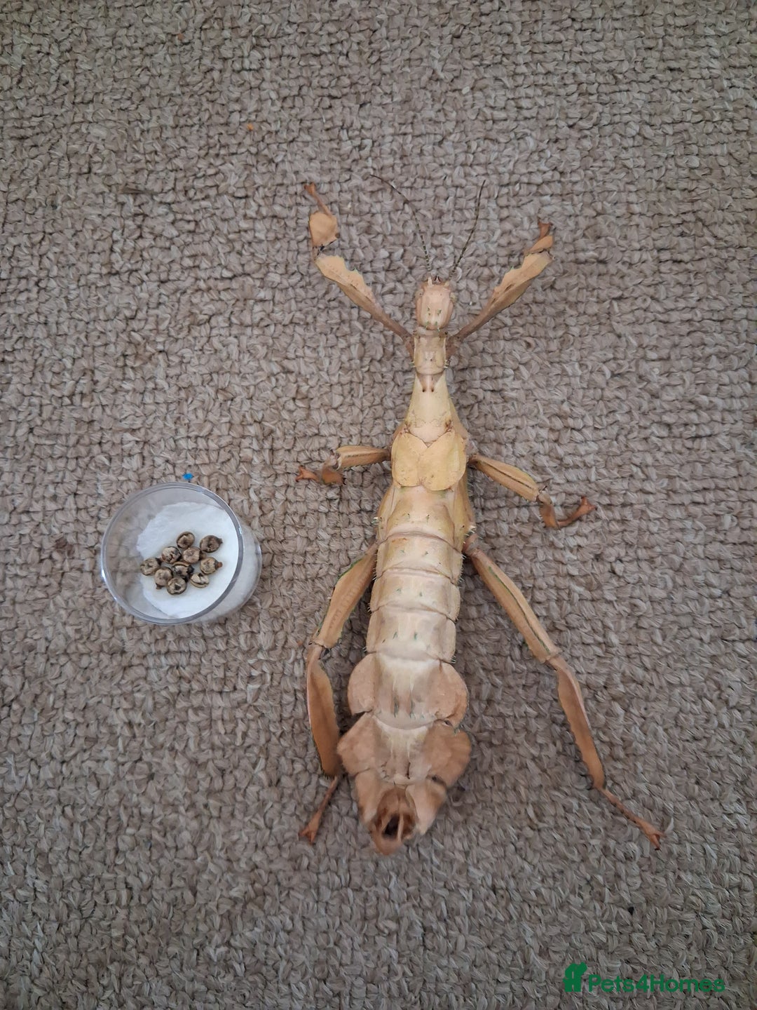 Stick Insects invertebrates for sale: Macleays spectre stick insect eggs  - Image 1