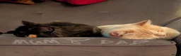 Mixed Breed cats for sale: Gorgeous kittens - Advert 11