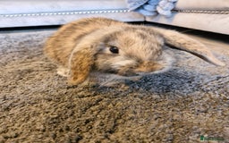 Mini Lop rabbits for sale: 2 mini lop baby rabbits 1 girl 1 boy  - Image 1