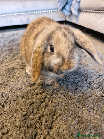 Mini Lop rabbits - Advert 1