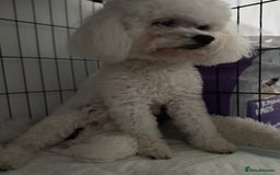 Bichon Frise dogs for sale: 🐶 Pure Bichon Frise Puppies for Sale! 🐶 - Image 12