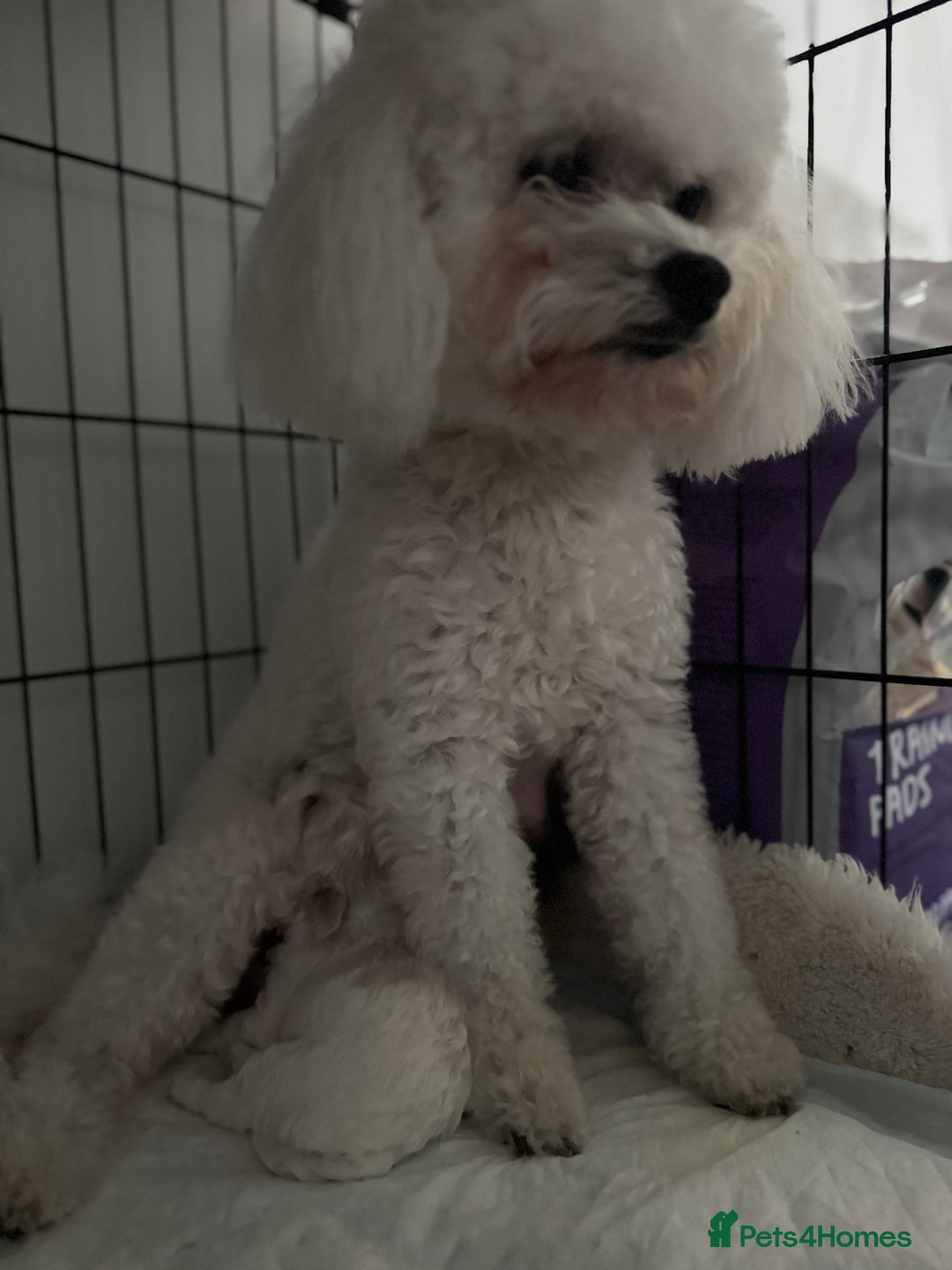 Bichon Frise dogs for sale: 🐶 Pure Bichon Frise Puppies for Sale! 🐶 - Image 12