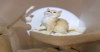 British Shorthair cats - Advert 3