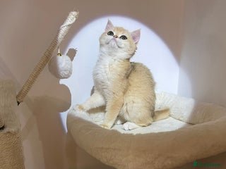 British Shorthair cats - Advert 14