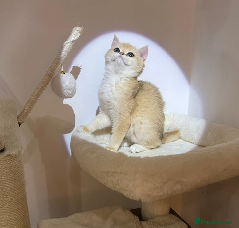 British Shorthair cats - Advert 2