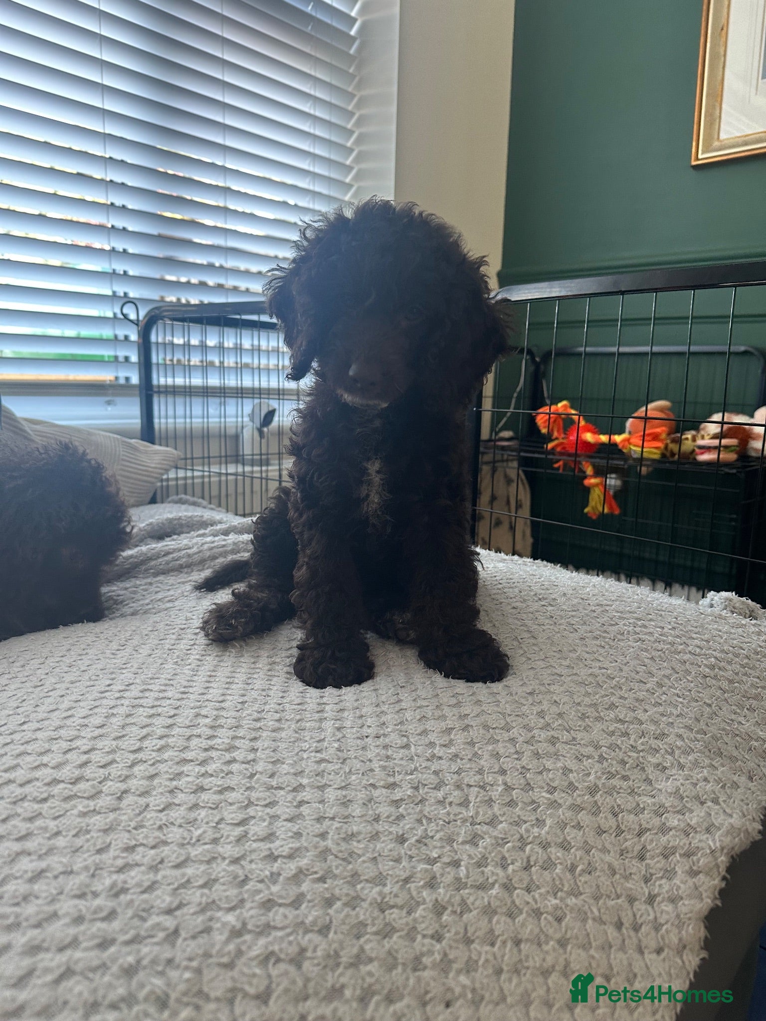 Cockapoo dogs 🤎 1 Girl Left 🤎 Chocolate Cockapoo’s 🤎 - Advert 12