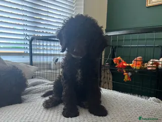 Cockapoo dogs 🤎 1 Girl Left 🤎 Chocolate Cockapoo’s 🤎 - Advert 12